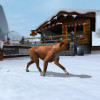 DogsLife3